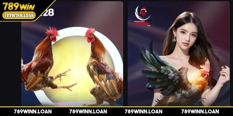 Đá gà 789WIN và những thông tin về sảnh chơi