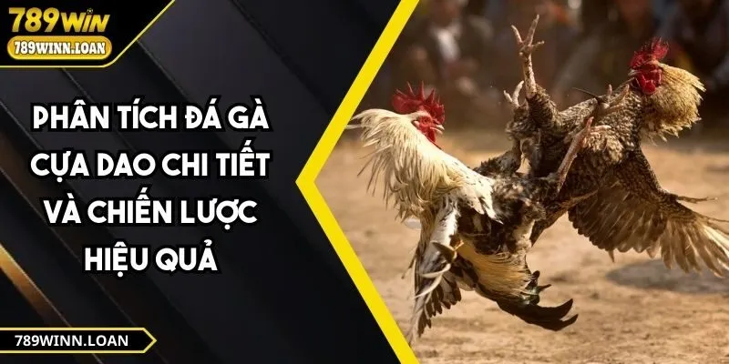 Đá gà cựa dao
